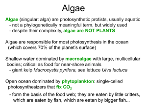 Algae and Protozoa - Cal State LA