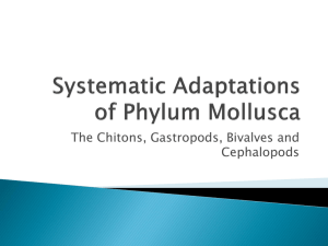 Systematic Adaptations of Phylum Platyhelminthes