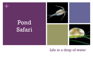 Pond Safari and Memory