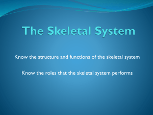 The Skeletal System - St John's, Marlborough