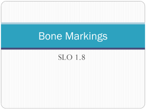 Bone Markings