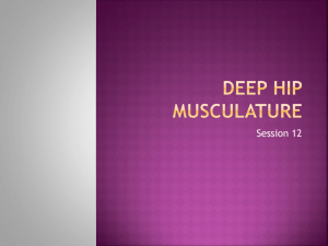 Deep hip musculature - 34-601ClinicalAnatomy-FA14