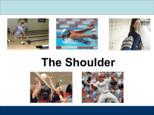 The Shoulder Girdle - Fairfield Careeer Center Exercise Science 1