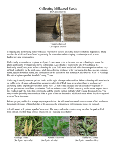 Collecting Milkweed Seeds - Native Plant Society of Texas