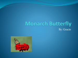 Monarch Butterfly - carman2kent2012to2013