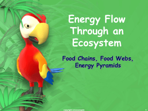 Energy Flow Through an Ecosystem Food Chains, Food Webs