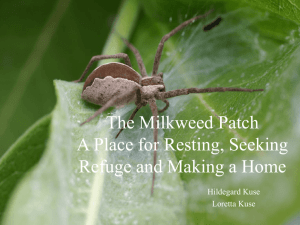 PowerPoint Presentation - The Milkweed Patch A Place for Resting