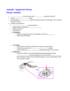 Phylum Annelida Notes