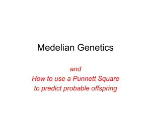 3 Mendelain Genetics and Punnett Squares 2013