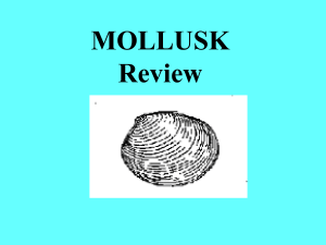 Mollusks Review - local.brookings.k12.sd.us