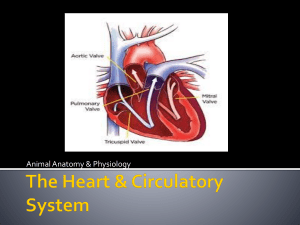 Lesson 5 * Intro to circulatory system and BLOOD