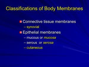 Synovial Membranes