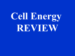 Cell Energy Jeopardy Powerpoint