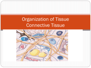 Organization of Tissue Connective Tissue