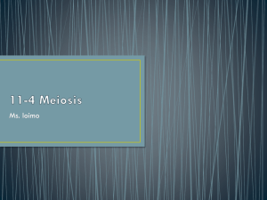 11-4 Meiosis - Ms. Ioimo's Website