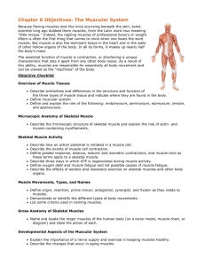 Chapter 6 Objectives: The Muscular System
