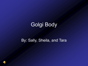 Golgi Body - Wikispaces