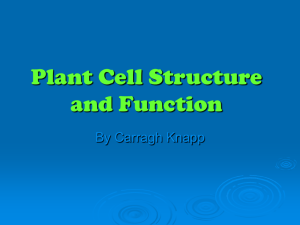 Plant Cell Structure and Function