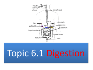Digestion Core 2015