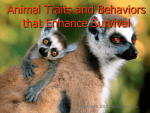 Animal Traits and Behaviors that Enhance Survival