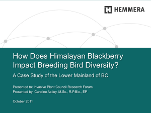 How Does Himalayan Blackberry Impact Breeding Bird