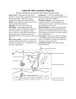 Worksheets Skin Diagram To Label label the skin anatomy diagram 17 diagram