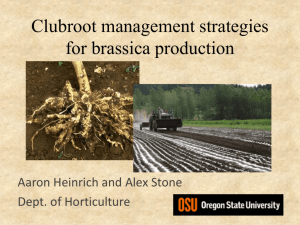 Implementing a successful clubroot liming program