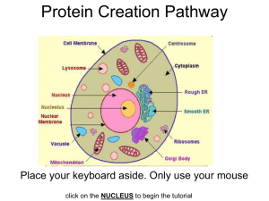 Protein Creation Pathway Powerpoint