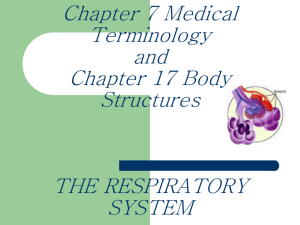 CHAPTER 7: THE RESPIRATORY SYSTEM