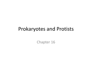 Prokaryotes and Protists