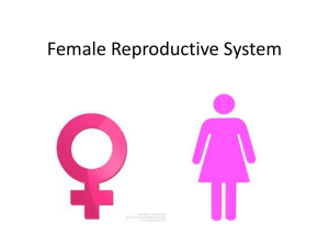 Female Reproductive System Notes