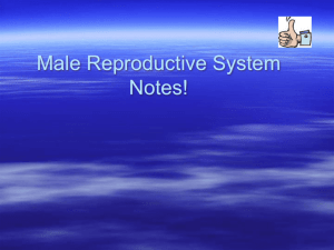 The Reproductive System! Male Anatomy!