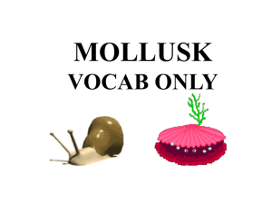 mollusk vocab only - local.brookings.k12.sd.us