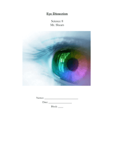 Eye Dissection - MrShearsSpace