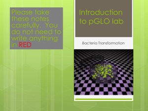 Introduction to pGLO lab