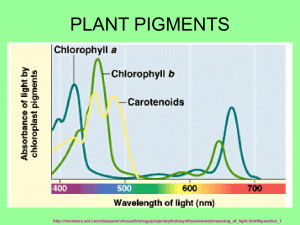 plant pigments - Local.brookings.k12.sd.us