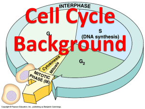 Cell Cycle Background