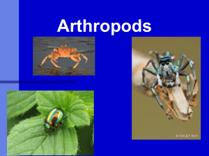 Arthropods PowerPoint - Non-Insects
