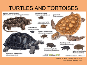 Turtles and Tortoises - a powerpoint presentation for