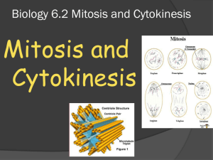 Biology 6.2 Mitosis and Cytokinesis