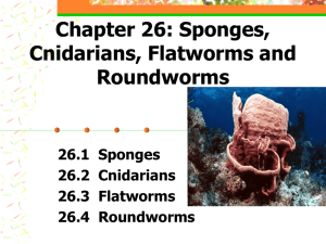 Chapter 26: Sponges, Cnidarians, Flatworms and Roundworms