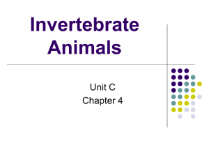 Invertibrate Animals - Little Silver Public Schools