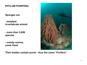 PHYLUM PORIFERA Sponges are