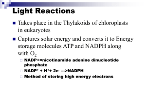 Light Cycle Reactions
