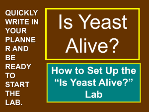 How to Set Up the “Is Yeast Alive?”
