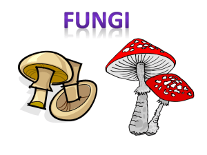 Fungi Notes
