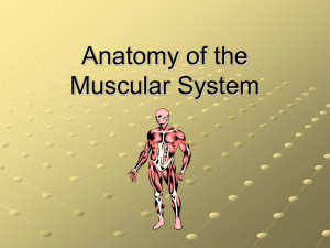 Anatomy of the Muscular System