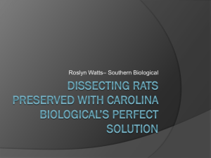 Dissecting Rats Preserved With Carolina Biological*s Perfect Solution