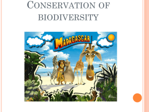 Rainforest conservation