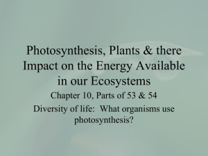 Photosynthesis and Plants
